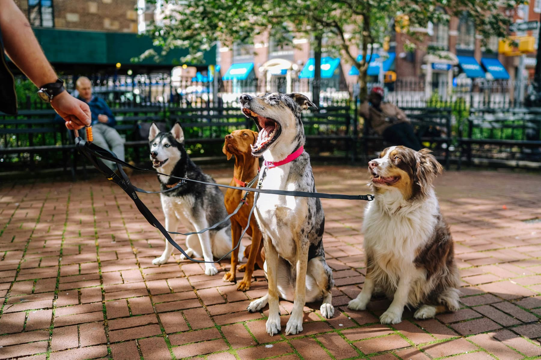 A group of dogs practicing attention with a handler